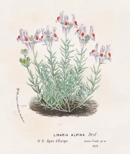 Linaria Alpina - Alpen-Leinkraut alpine toadflax flower Blume flowers Blumen botanical Botanik Botanical Botan