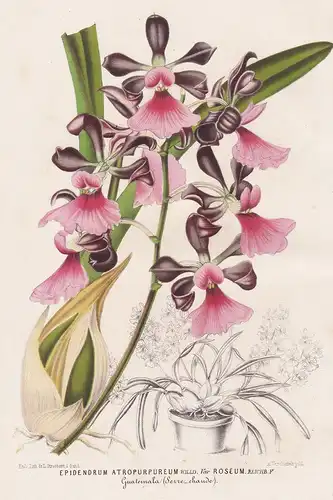 Epidendrum Atropurpureum var. Roseum - orchid Orchidee orchids Guatemala flower Blume flowers Blumen Botanik b