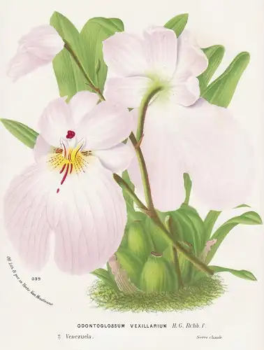 Odontoglossum Vexillarium - Venezuela Orchid Orchidee flower Blume flowers Blumen botanical Botanik Botanical