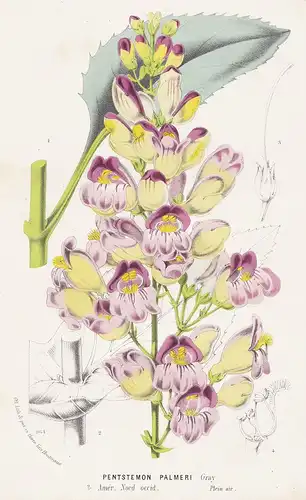 Pentstemon Palmeri - Palmer's penstemon North America flower Blume flowers Blumen botanical Botanik botany