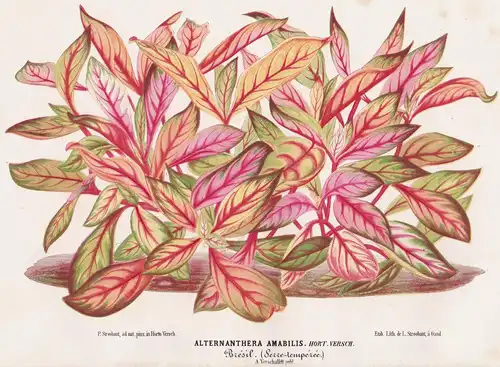 Alternanthera Amabilis - Brasil Brazil South America Botanik botany Botanical Botany