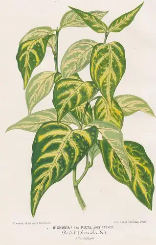 Bigonia ? var. Picta - painted leaf begonia Brasil Brazil Himalaya Botanik botany Botanical Botany