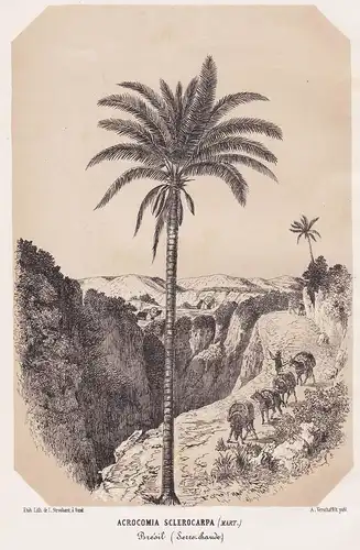 Acrocomia Sclerocarpa - Acrocomia aculeata Palme palm tree Brasil Brazil Mexico Mexiko Caribbean Botanik botan