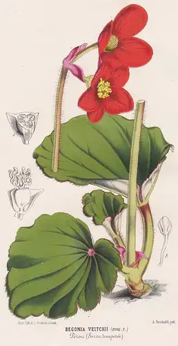 Begonia Veitchii - Peru South America flower Blume flowers Blumen Botanik botany botanical