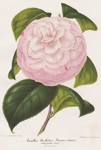 Camellia Archiduc. Etienne - Kamelie Kamelien flower Blume flowers Blumen Botanik botany Botanical Botany
