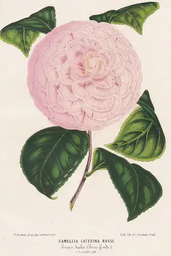 Camellia Caterina Rossi - Kamelie Kamelien flower Blume flowers Blumen Botanik botany Botanical Botany