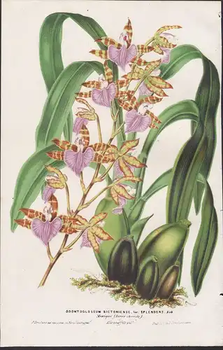 Odontoglossum Bistoniense, var. Splendens - orchid Orchidee Mexico Mexiko flower Blume flowers Blumen Botanik