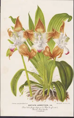 Huntleya Albido-Fulva - Brazil Brasil orchid Orchidee flower Blume flowers Blumen Botanik botany Botanical Bot