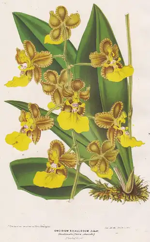 Oncidium Bicallosum - orchid Orchidee Guatemala orchids flower Blume flowers Blumen Botanik botany Botanical B