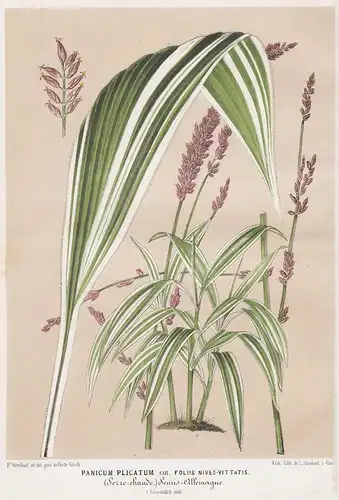 Panicum Plicatum var. Foliis Niveo-Vittatis - Setaria palmifolia palmgrass Botanik botany Botanical Botany