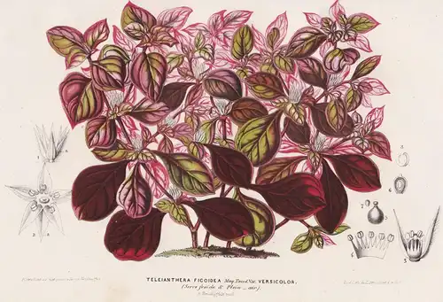 Teleianthera Ficoidea Versicolor - Botanik botany botanical