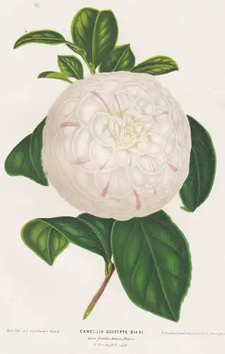 Camellia Guiseppe Biasi - Kamelie Kamelien flower Blume flowers Blumen Botanik botany Botanical Botany