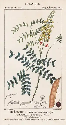 Bresillet a calice decoupe en peigne. Caesalpinia pectinata - Tara spinosa Peruvian carob Peru Botanik botany