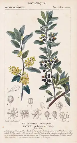 Balsamier polygame. Amyris polygama. - Hardee peppertree Chile Argentina Botanik botany botanical