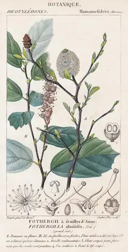 Fothergil a feuilles d'Aune. Fothergilla alnifolia - Federbuschsträucher witch alder United States Botanik bot