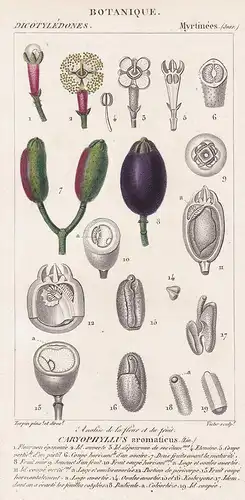 Analise de la flore et du fruit Caryophyllus aromaticus - cloves Gewürznelkenbaum Nelken Gewürze spices Botani