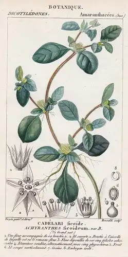 Cadelari ficoide. Achyranthes ficoideum. - Joseph's coat Botanik botany botanical
