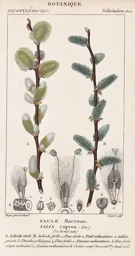 Saule Marceau. Salix caprea. - goat willow Sal-Weide Botanik botany botanical