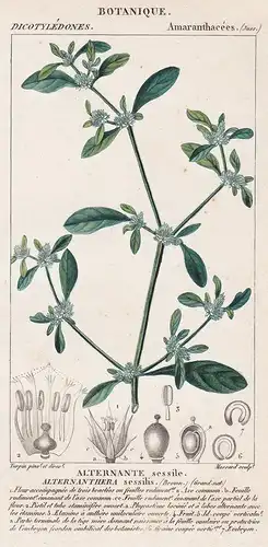 Alternante sessile. Alternanthera sessilis - sissoo spinach Botanik botany botanical