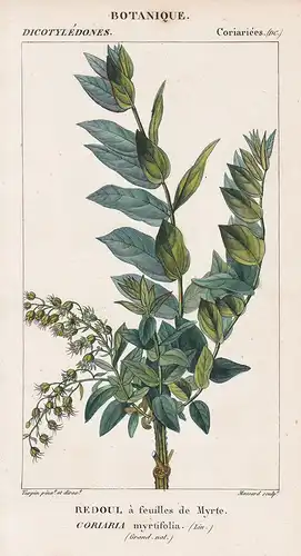 Redoul a feuilles de Myrte. Coriaria myrtifolia. - English redoul Botanik botany botanical