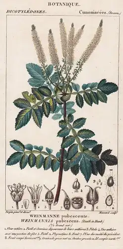 Weinmanne pubescente. Weinmannia pubescens - tree Central South America Botanik botany botanical