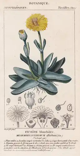 Ficoide blanchatre. Mesembryanthemum albidum. - Machairophyllum albidum South Africa flower Blume flowers Blum