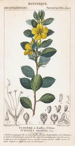 Turnere a feuilles d'Orme. Turnera ulmifolia. - ramgoat dashalong Mexico West Indies yellow alder Botanik bota