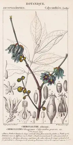 Chimonanthe odorant. Chimonanthus fragrans. - Chinesische Winterblüte wintersweet China Japanese allspice flow