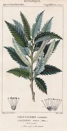 Chataignier commun. Castanea vesca. - sweet chestnut tree Edelkastanie Kastanienbaum Botanik botany botanical