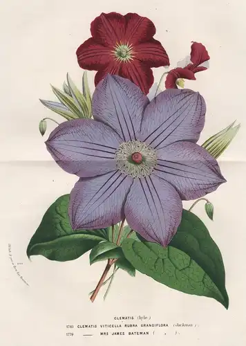 Clematis (hybr.) Clematis Viticella Rubra Grandiflora. Mrs. James Bateman. - flower Blume flowers Blumen Botan