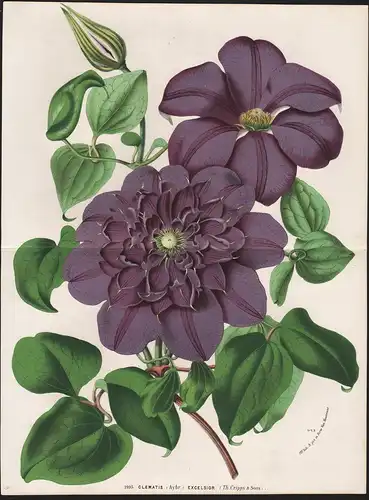 Clematis (hybr.) Excelsior. - flower Blume flowers Blumen Botanik Botanical Botany