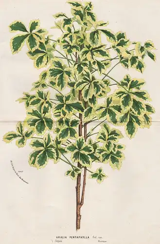 Aralia Pentaphylla - Japan Botanik Botanical Botany