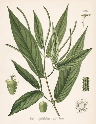 Piper angustifolium Ruiz et Pavon - Piper aduncum Pfeffer pepper Gewürz spice Arzneipflanze Arznei medicine He