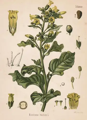Nicotiana rustica - Tabak Aztec tobacco Amazonas Südamerika South America Blume flower flowers Blumen Arzneipf
