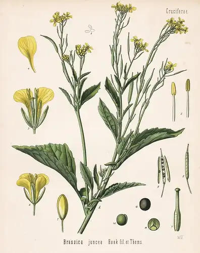 Brassica juncea Hook fil. et Thoms - Senf mustard Gewürz spice Arzneipflanze Arznei medicine Heilpflanzen Heil