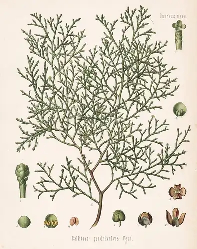 Callitris quadrivalvis - Tetraclinis Thuja Sandarakbaum sandarac Arzneipflanze Arznei medicine Heilpflanzen He
