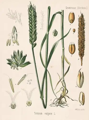 Triticum vulare - Weichweizen wheat Weizen Getreide grain Brotweizen Arzneipflanze Arznei medicine Heilpflanze