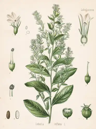 Lobelia inflata - Indianertabak Lobelie Tabak Indian tobacco Arzneipflanze Arznei medicine Heilpflanzen Heilpf