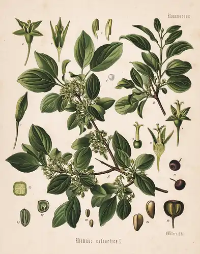 Rhamnus cathartica - Purgier-Kreuzdorn buckthorn Arzneipflanze Arznei medicine Heilpflanzen Heilpflanze Pflanz