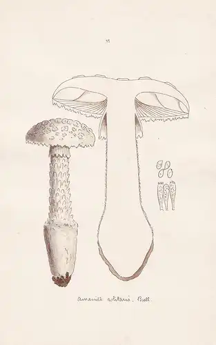 Amanita solitaria Bull. - Plate 11 - mushrooms Pilze fungi funghi champignon Mykologie mycology mycologie - Ic