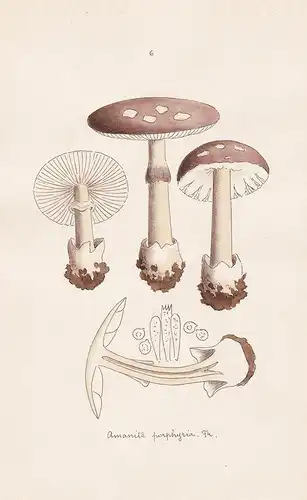 Amanita porphyria Fr. - Plate 6 - mushrooms Pilze fungi funghi champignon Mykologie mycology mycologie - Icono