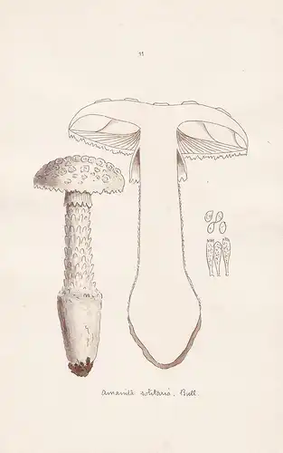 Amanita excelsa Fr. - Plate 12 - mushrooms Pilze fungi funghi champignon Mykologie mycology mycologie - Iconog