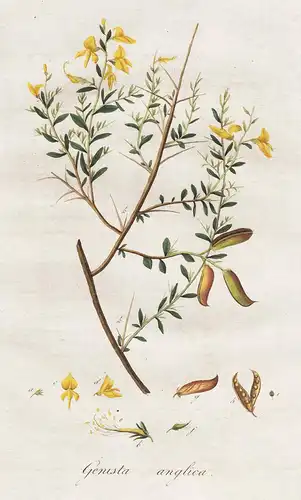 Genista anglica - Englischer Ginster petty whin Pflanze plant botanical Botanik botany / Flora Batava