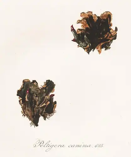 Peltigera canina, 625 - Hundeflechte dog lichen Blattflechte Flechte Flechten Pflanze plant botanical Botanik