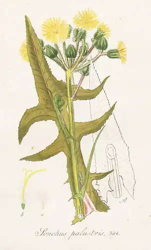 Sonchus palustris, 564 - Sumpf-Gänsedistel marsh sowthistle Distel thistle Pflanze plant botanical Botanik bot