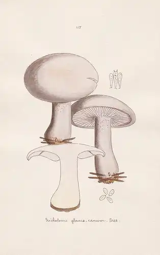 Tricholoma glauco-canum Bres. - Plate 115 - mushrooms Pilze fungi funghi champignon Mykologie mycology mycolog