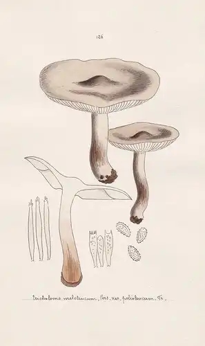 Tricholoma melaleucum Pers. var. polioleucum Fr. - Plate 126 - mushrooms Pilze fungi funghi champignon Mykolog