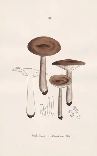 Tricholoma melaleucum Pers. - Plate 125 - mushrooms Pilze fungi funghi champignon Mykologie mycology mycologie