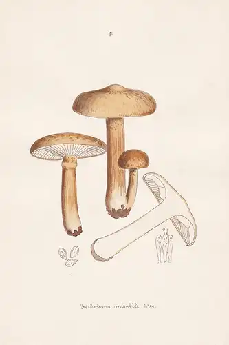 Tricholoma mirabile Bres. - Plate 91 - mushrooms Pilze fungi funghi champignon Mykologie mycology mycologie -