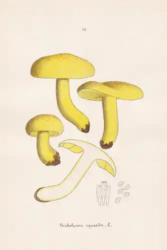 Tricholoma equestre L. - Plate 53 - mushrooms Pilze fungi funghi champignon Mykologie mycology mycologie - Ico